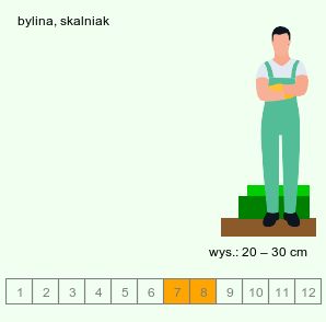 wymagania uprawowe Tanacetum haradjanii (wrotycz Haradjana)