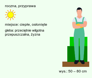 wymagania uprawowe Stevia rebaudiana (stewia)