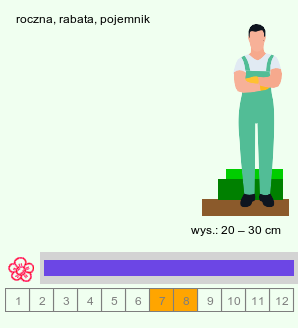 wymagania uprawowe Felicia heterophylla (felicja różnolistna)