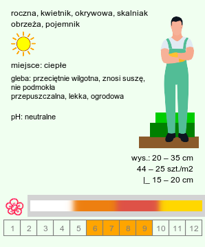 wymagania uprawowe Dimorphotheca sinuata (dimorfoteka pomarańczowa)