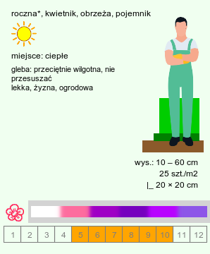 wymagania uprawowe Ageratum houstonianum (żeniszek meksykański)