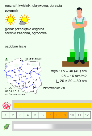 wymagania uprawowe Jacobaea maritima (starzec popielny)