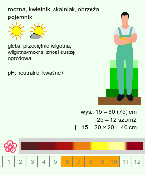 wymagania uprawowe Tagetes patula (aksamitka rozpierzchła)