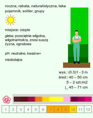 wymagania uprawowe Helianthus annuus (słonecznik zwyczajny)