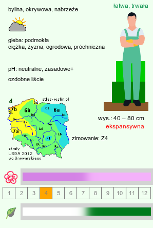 wymagania uprawowe Petasites hybridus (lepiężnik różowy)