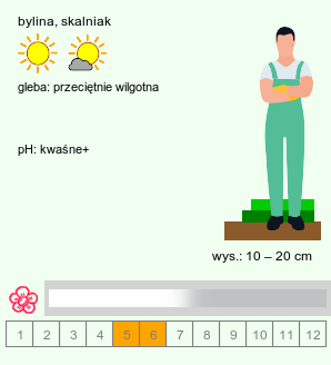 wymagania uprawowe Antennaria carpatica (ukwap karpacki typowy)