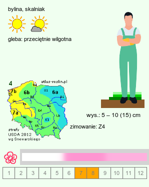 wymagania uprawowe Antennaria alpina (ukwap alpejski)