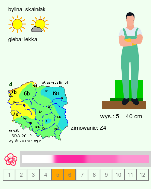 wymagania uprawowe Antennaria rosea ssp. rosea (ukwap różowy)