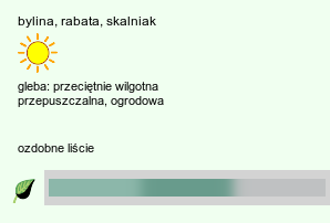 wymagania uprawowe Artemisia (bylica)