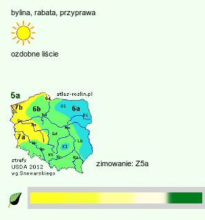 wymagania uprawowe Artemisia vulgaris (bylica pospolita)