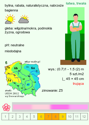 wymagania uprawowe Eupatorium cannabinum (sadziec konopiasty)