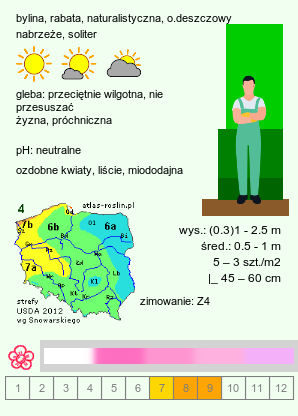 wymagania uprawowe Eutrochium purpureum (sadziec purpurowy)