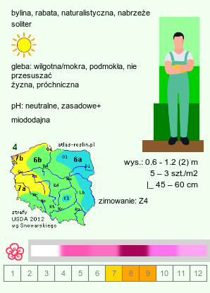 wymagania uprawowe Eutrochium maculatum (sadziec plamisty)