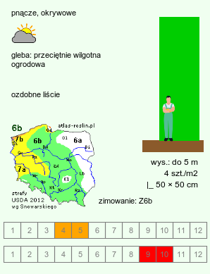 wymagania uprawowe Akebia trifoliata (akebia trójlistkowa)