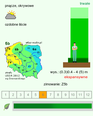 wymagania uprawowe Menispermum dauricum (miesięcznik dahurski)