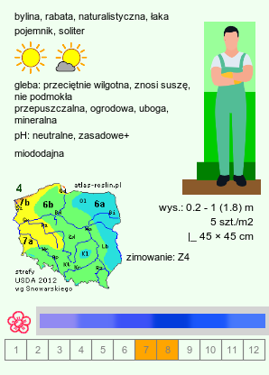 wymagania uprawowe Echinops (przegorzan)