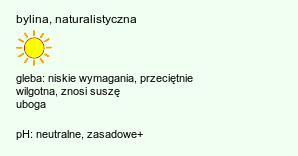 wymagania uprawowe Echinops exaltatus (przegorzan węgierski)