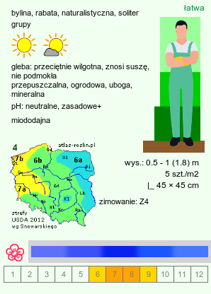 wymagania uprawowe Echinops bannaticus (przegorzan banacki)