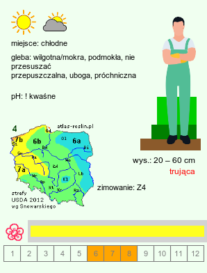 wymagania uprawowe Arnica montana (arnika górska)