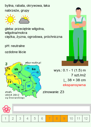 wymagania uprawowe Achillea ptarmica (krwawnik kichawiec)