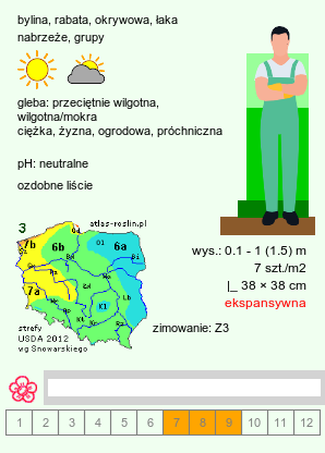 wymagania uprawowe Achillea ptarmica (krwawnik kichawiec)