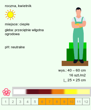 wymagania uprawowe Chrysanthemum carinatum (złocień trójbarwny)