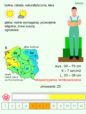 wymagania uprawowe Leucanthemum vulgare agg. (jastrun właściwy agg.)