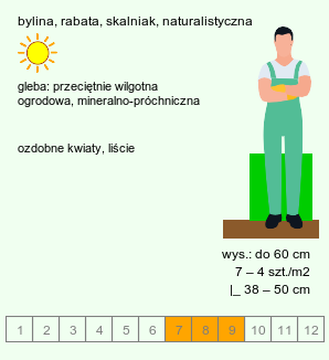 wymagania uprawowe Solidago virgaurea s.str. (nawłoć pospolita)