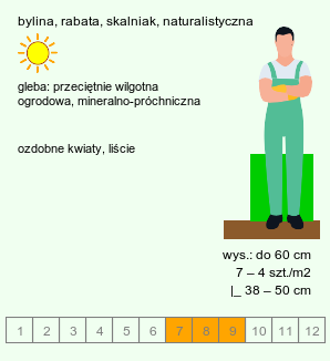 wymagania uprawowe Solidago virgaurea (nawłoć pospolita)