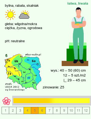 wymagania uprawowe Doronicum orientale (omieg wschodni)