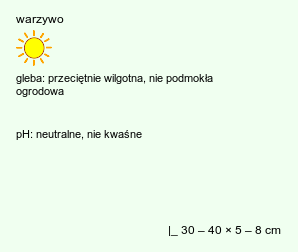 wymagania uprawowe Scorzonera hispanica (wężymord czarny korzeń)