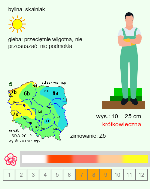 wymagania uprawowe Papaver alpinum s.l. (mak alpejski)