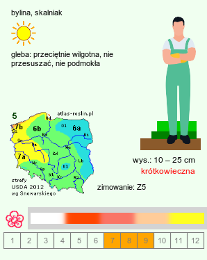 wymagania uprawowe Papaver alpinum (mak alpejski)