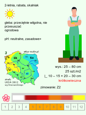 wymagania uprawowe Papaver nudicaule (mak nagołodygowy)