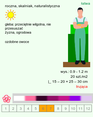 wymagania uprawowe Papaver somniferum (mak lekarski)