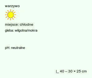 wymagania uprawowe Lactuca sativa (sałata siewna)