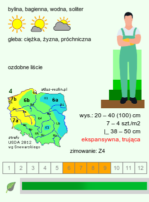 wymagania uprawowe Alisma plantago-aquatica (żabieniec babka wodna)