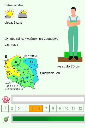 wymagania uprawowe Hydrocharis morsus-ranae (żabiściek pływający)