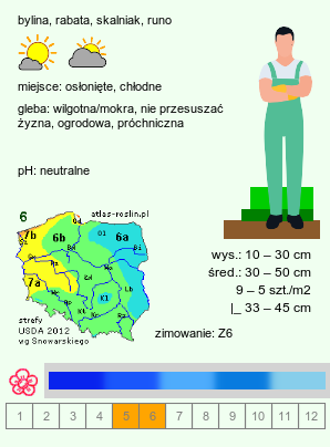 wymagania uprawowe Corydalis flexuosa (kokorycz pogięta)