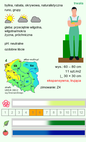 wymagania uprawowe Polygonatum multiflorum (kokoryczka wielokwiatowa)