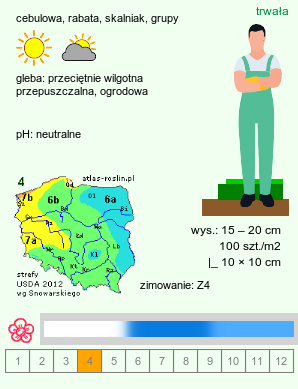 wymagania uprawowe Puschkinia scilloides (puszkinia cebulicowata)