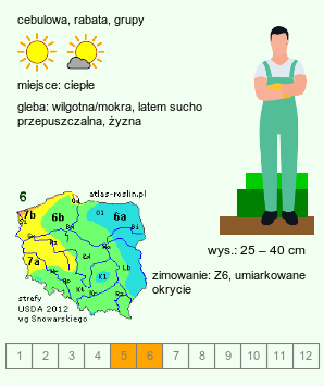 wymagania uprawowe Camassia quamash (kamasja jadalna)