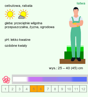 wymagania uprawowe Hyacinthoides hispanica (hiacyntowiec hiszpański)