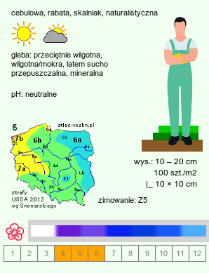 wymagania uprawowe Muscari (szafirek)