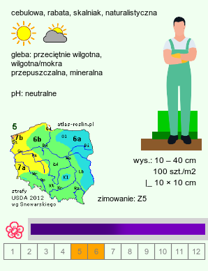 wymagania uprawowe Muscari comosum (szafirek miękkolistny)