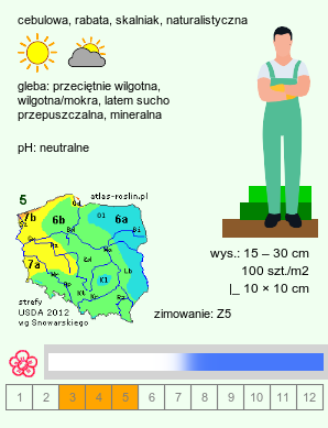 wymagania uprawowe Muscari azureum (szafirek błękitny)