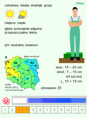 wymagania uprawowe Chionodoxa (śnieżnik)