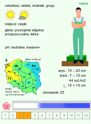 wymagania uprawowe Chionodoxa luciliae (śnieżnik lśniący)