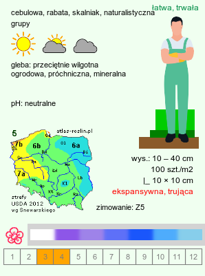 wymagania uprawowe Scilla (cebulica)