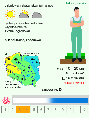 wymagania uprawowe Scilla sibirica orth.var. (cebulica syberyjska)